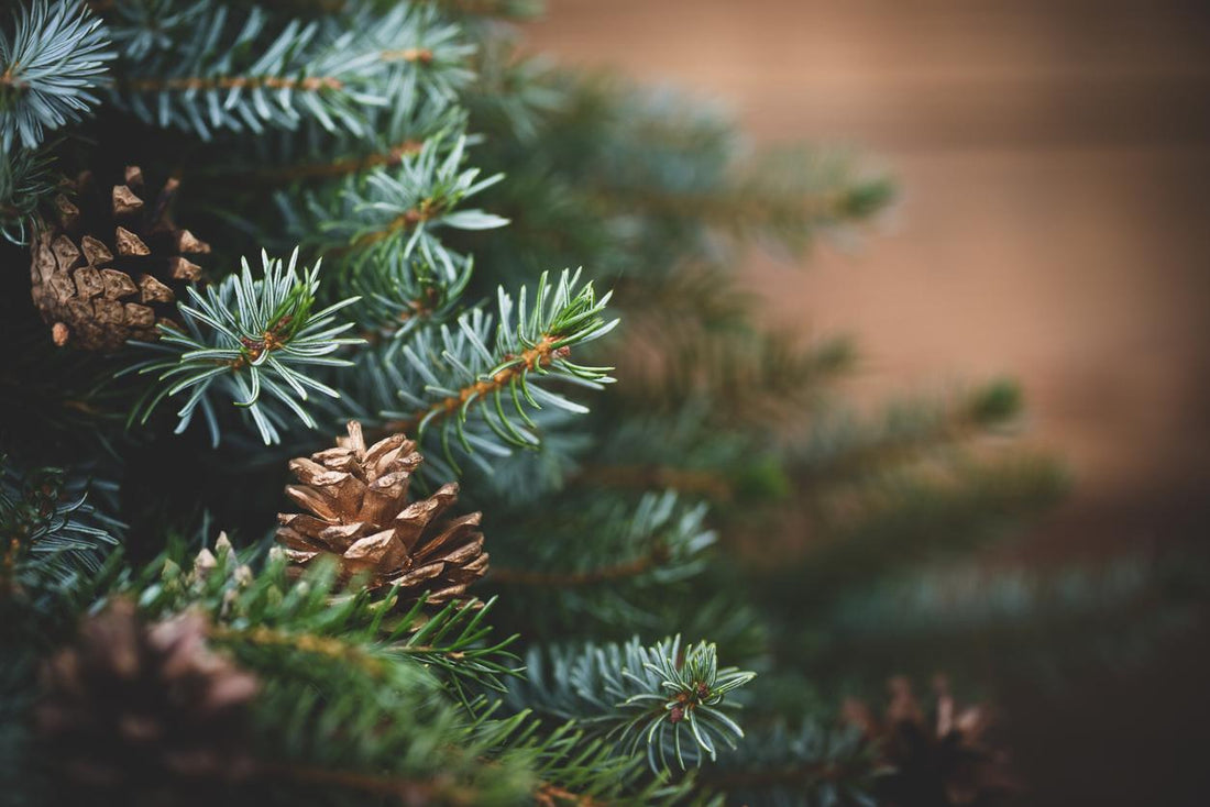 Pine branches with pinecones